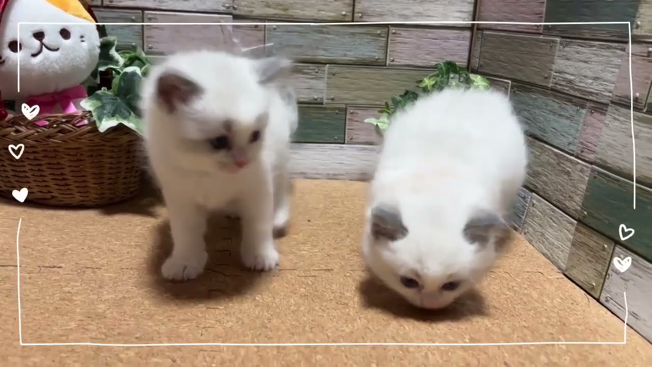 ラグドール フゥちゃんの子猫たち🧡💚🤎