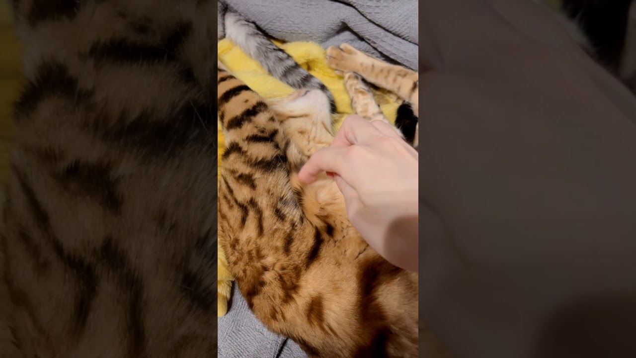 脇くすぐってもピクリともしないシンタロー🤣 #cat  #ニャン  #オシキャット  #ベンガル  #癒し動画  #おやすみ前に