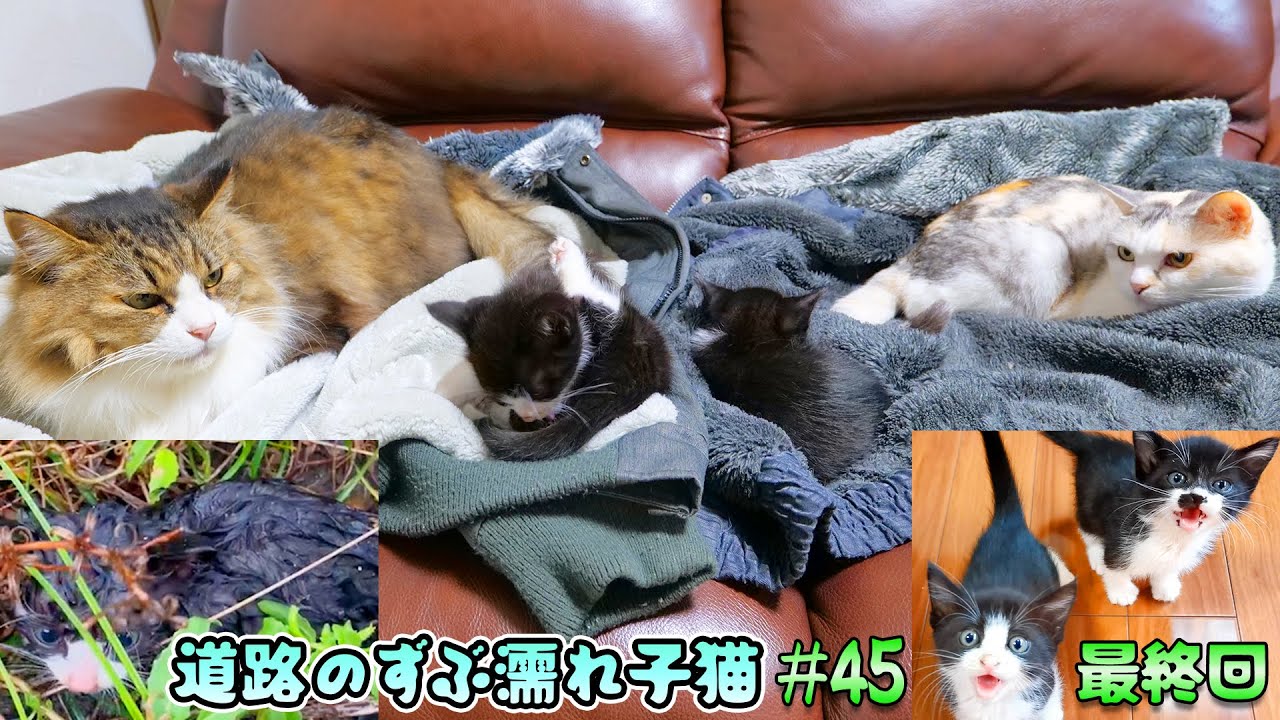 子猫を保護して人生の岐路に立たされた猫好き夫婦の最後の決断！🐈🐈【道路のずぶ濡れ子猫 #45 最終回】