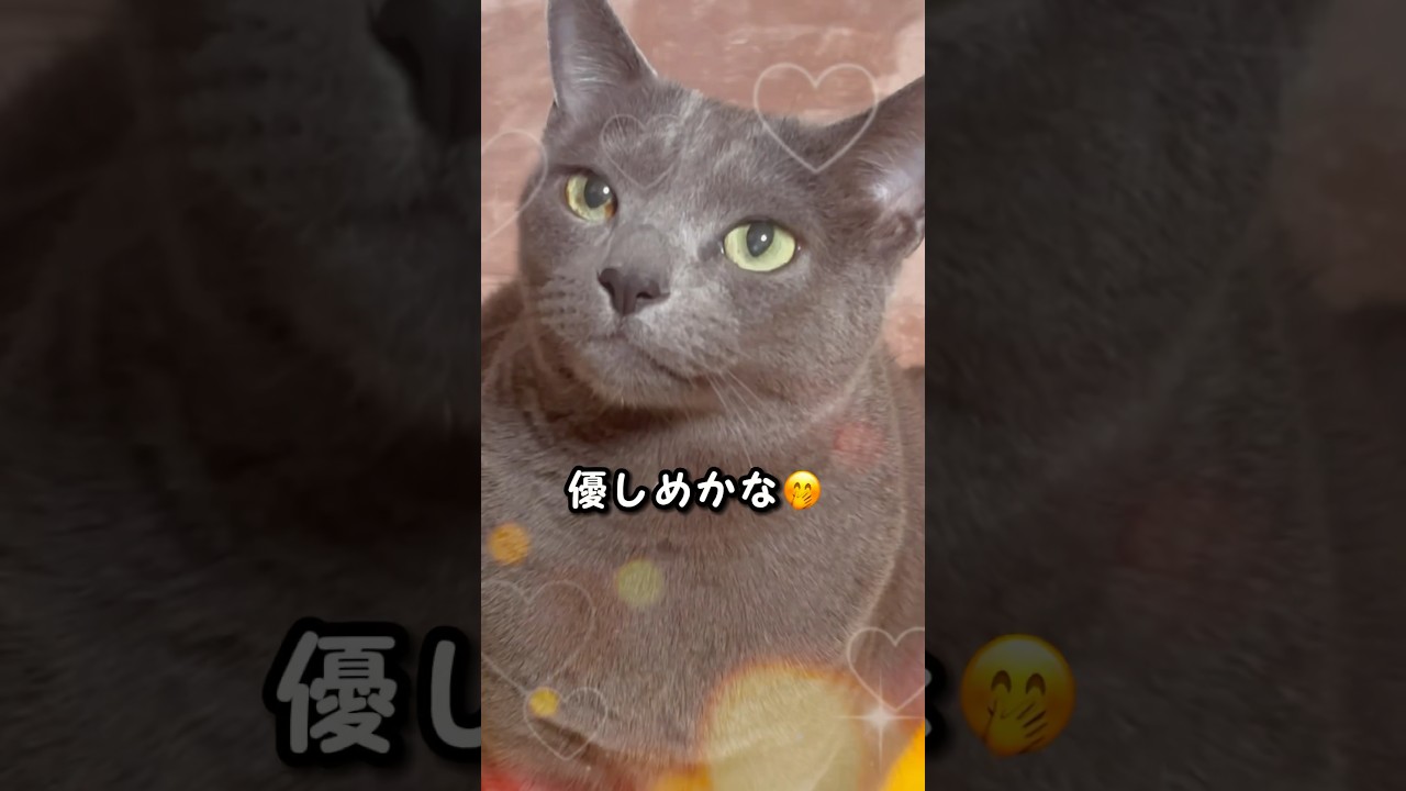 【ロシアンブルー】めろん、優しめの声?でおねだり🥰【猫】#shorts