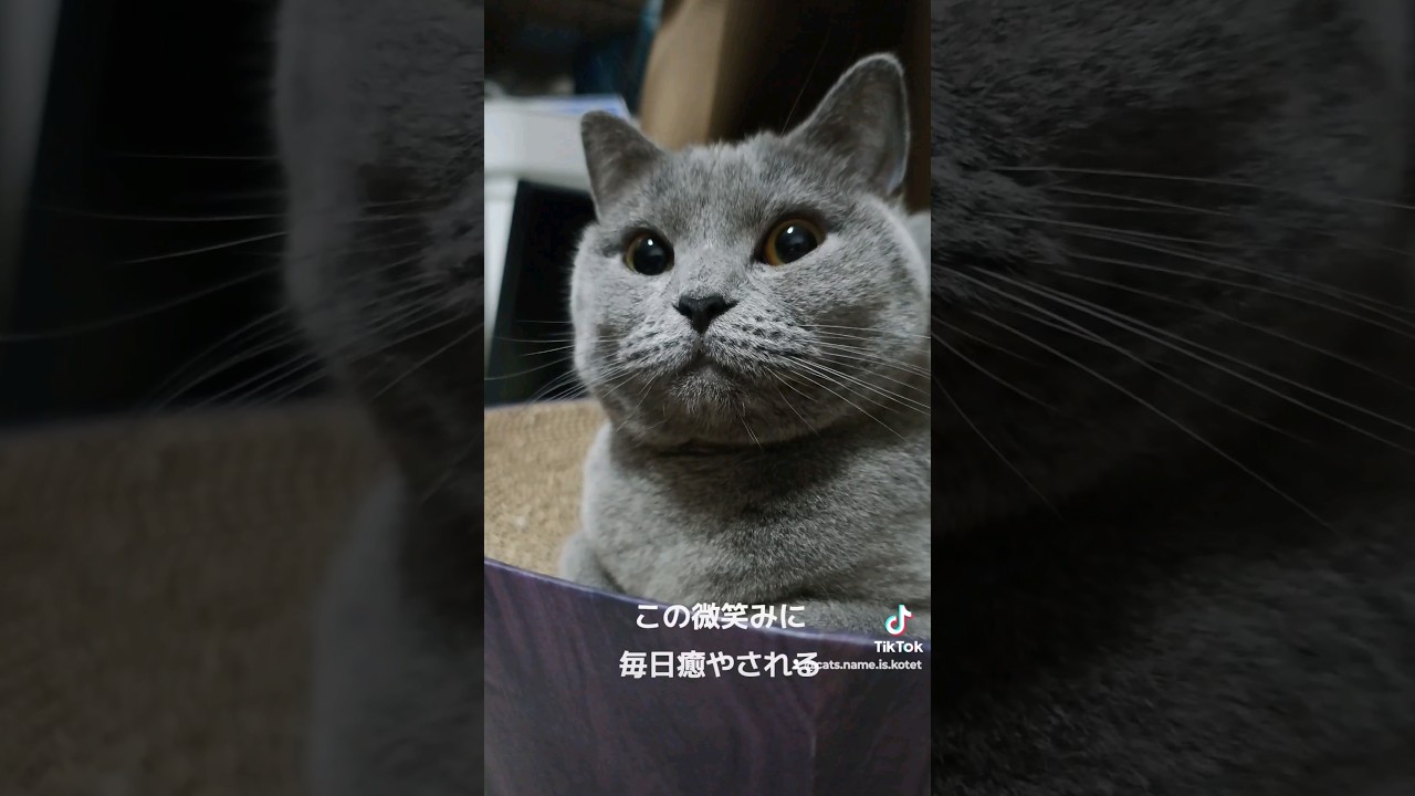 微笑み猫のシャルトリュー(Chartreux the smiling cat)