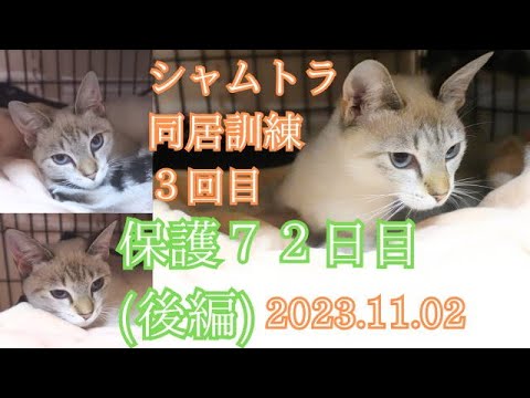 【シャムトラ猫】保護をしてからの日々（その27後編）