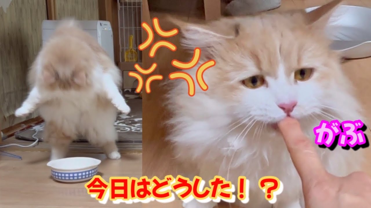 怒ったり噛んだり荒ぶったり忙しい毎日　もふもふのサイベリアンは可愛すぎる　多頭飼い