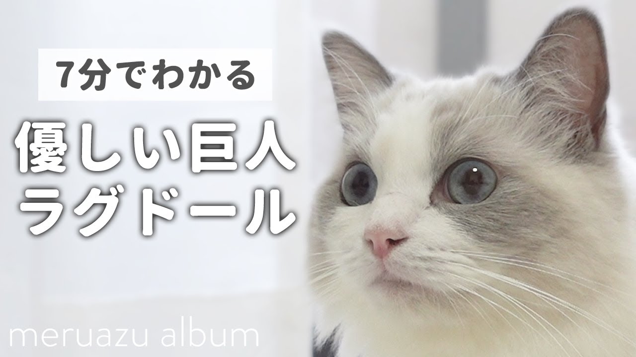 ラグドールは本当に抱っこが好き？ぬいぐるみと呼ばれる猫の性格と特徴