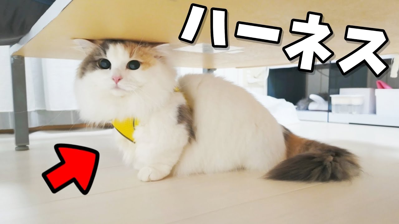 短足マンチカンの猫にハーネスを着けたらかわいすぎましたｗ