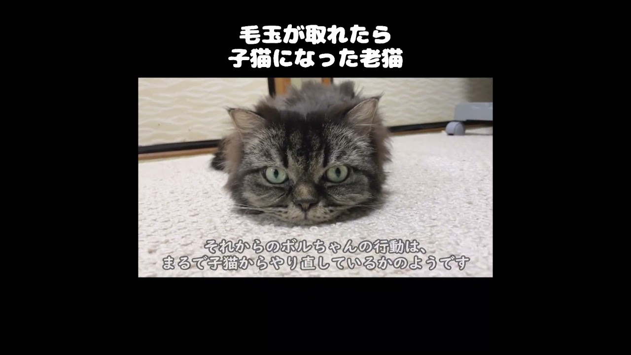 毛玉を取ったら子猫に戻った老猫‥ #初老夫婦とねこ #保護猫 #老猫 #shorts