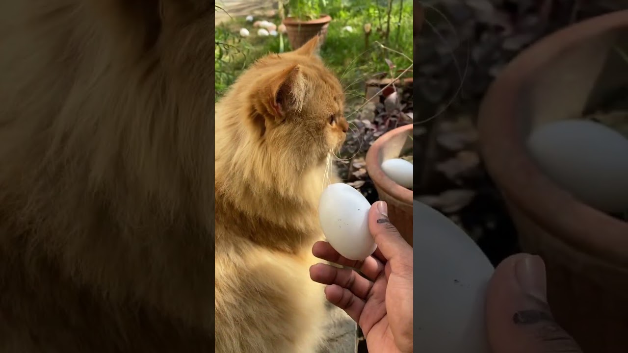Brown Cat Reaction To Egg😆😂|Fake😂 #shortvideo