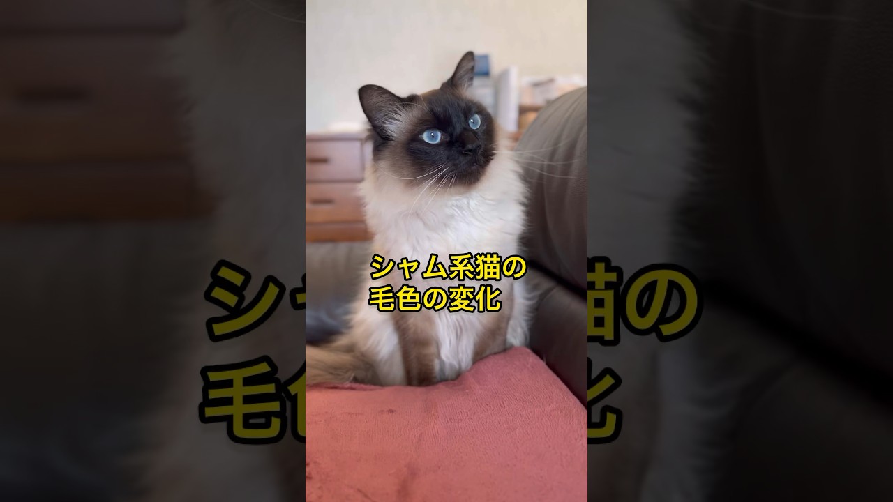 シャム系猫は毛色が変化します。青い目が可愛いモカちゃんの冬と夏の比較です。 #cat #シャム #ねこ