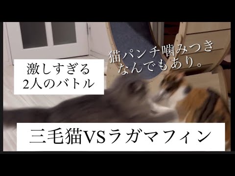 【三毛猫VSラガマフィン】激しすぎる猫の戦いの記録#猫 #cats #cat #fyp