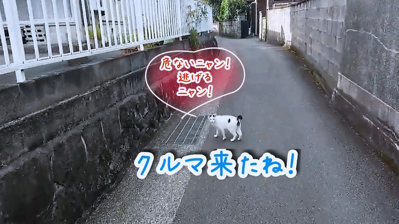 【さんぽねこのゆきちゃん】リードなし！車接近！ヤバッ！車が来たね！どうする？逃げろ～！│熱海│伊豆│日本猫│ジャパニーズ・ボブテイル│日の丸模様を持つ猫。尻尾が筆先みたいなで超かわいい。賢い日本猫