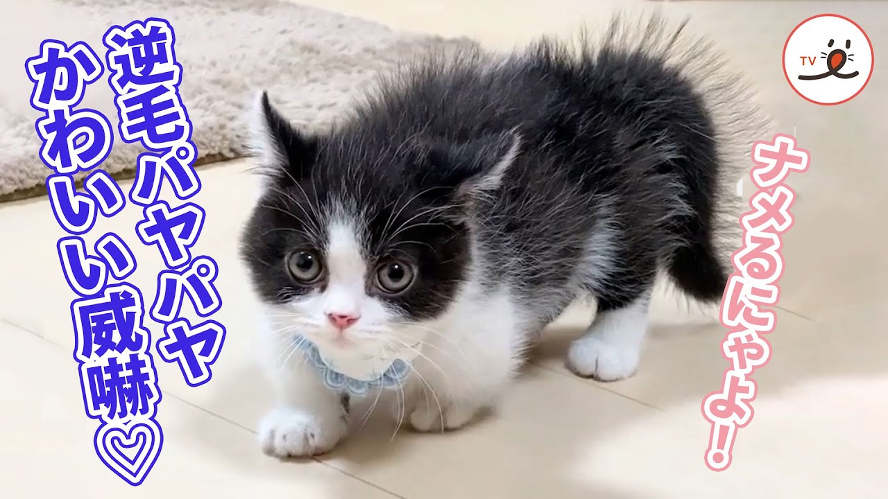 威嚇は全然怖くないけど、パヤパヤが可愛いすぎて震える