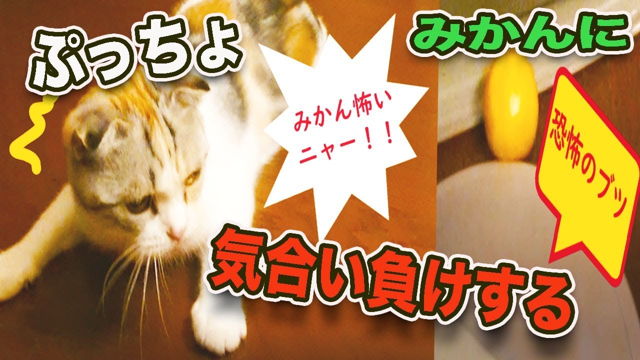 【みかんにビビる子猫】スコテッシュフォールドの性格まとめ。温和でおっとりは本当？