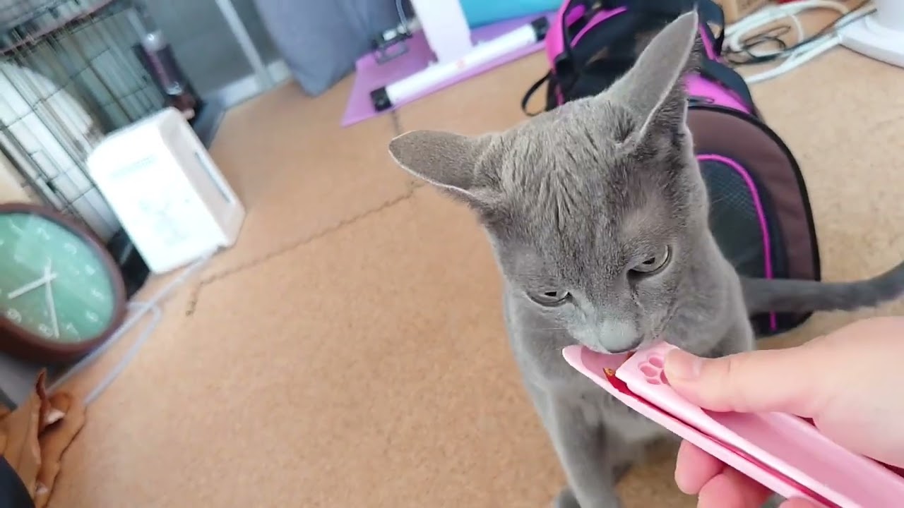 【猫動画】病院を頑張ったロシアンブルー【Russian blue】Russian Blue worked hard at the hospital