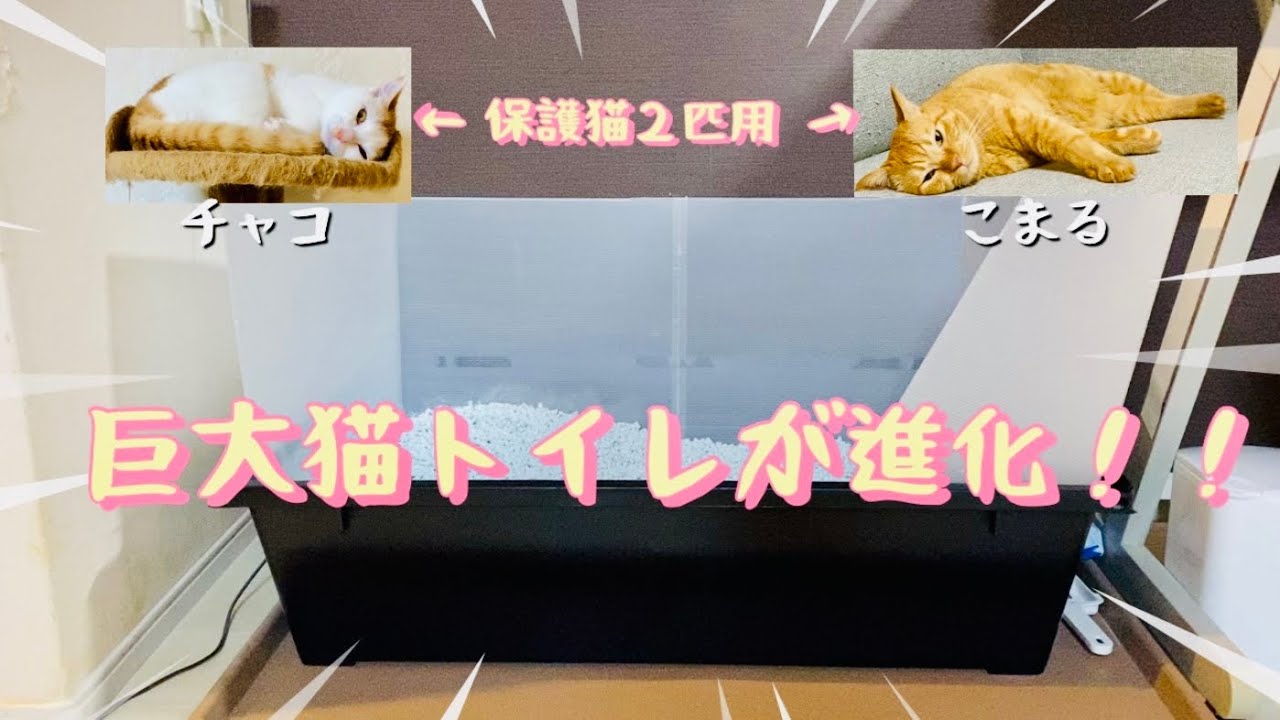 【ご報告】巨大猫トイレが少し進化したよ✨Improved big cat toilet🐈ENG