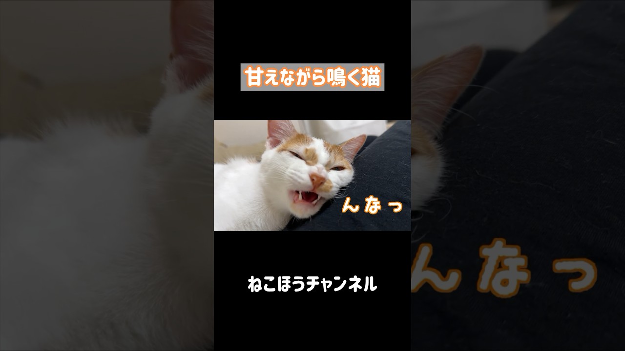 飼い主に引っ付きながらよく鳴く子猫 #shorts