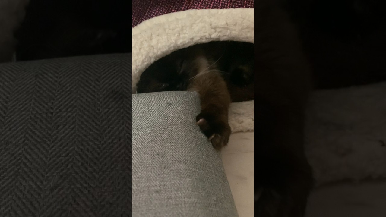 赤ちゃんじゃん！！ #猫 #ヒマラヤン #猫のいる生活 #猫のいる暮らし #shorts