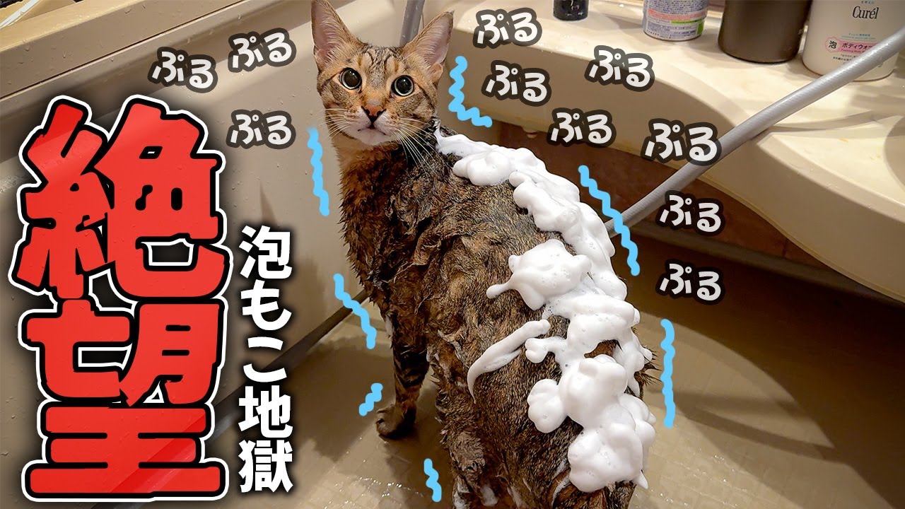 猫をお風呂で泡漬けにしてみたら恐怖で震えが止まらなくなってしまいました…