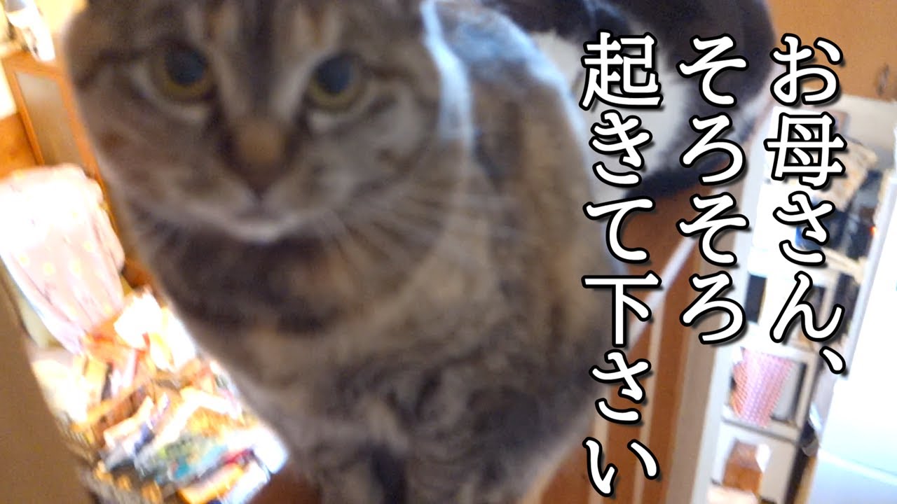 マイペース過ぎて空気を読まない猫が兄猫に怒られました