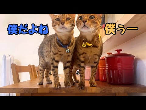 親子2匹がオヤツも飼い主も何でも取り合いしちゃいます