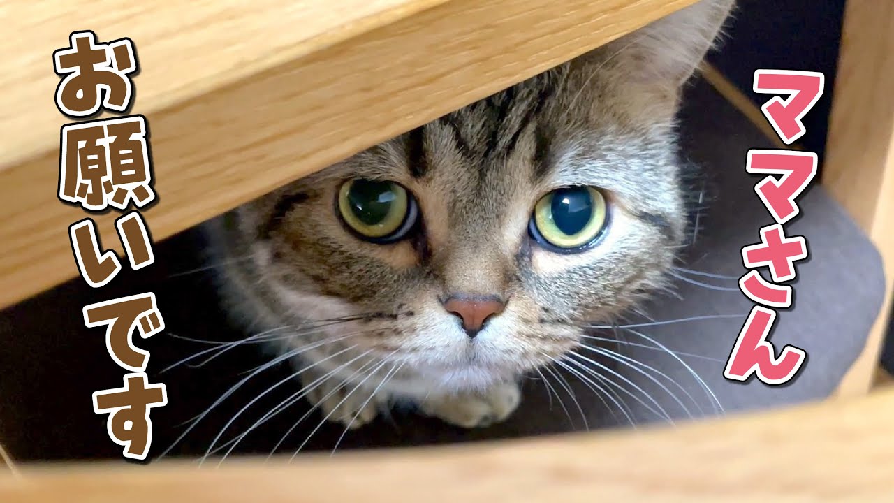 困った顔して意外と策士な弟猫が可愛すぎる…！