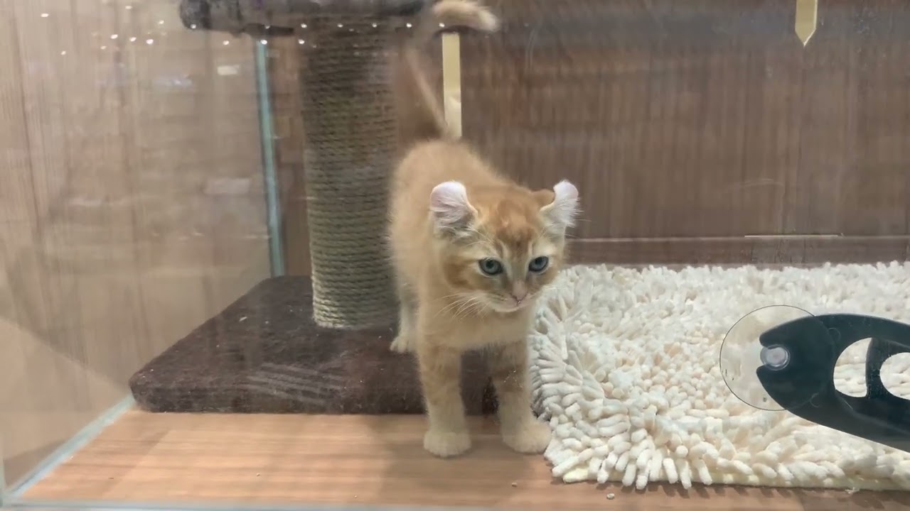 アメリカンカール