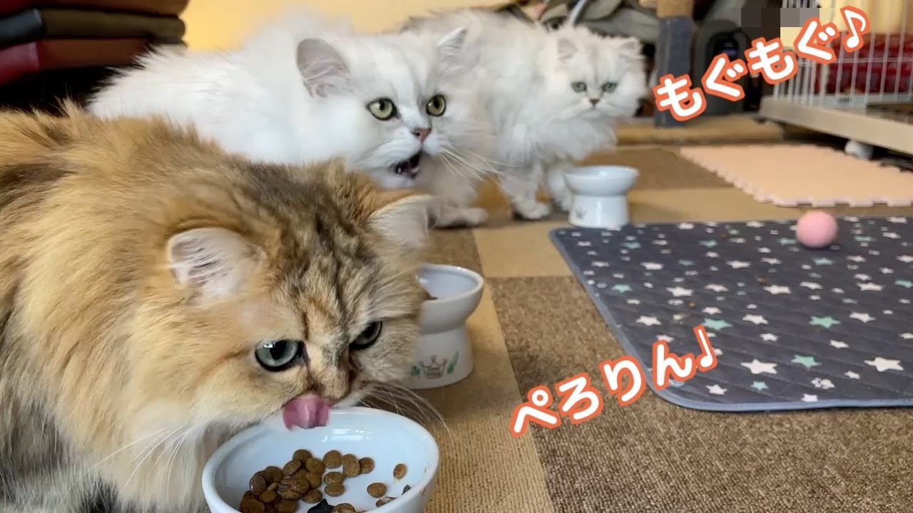 【もふもふ】ペルシャ猫の夕暮れルーティーンが可愛すぎる❣️