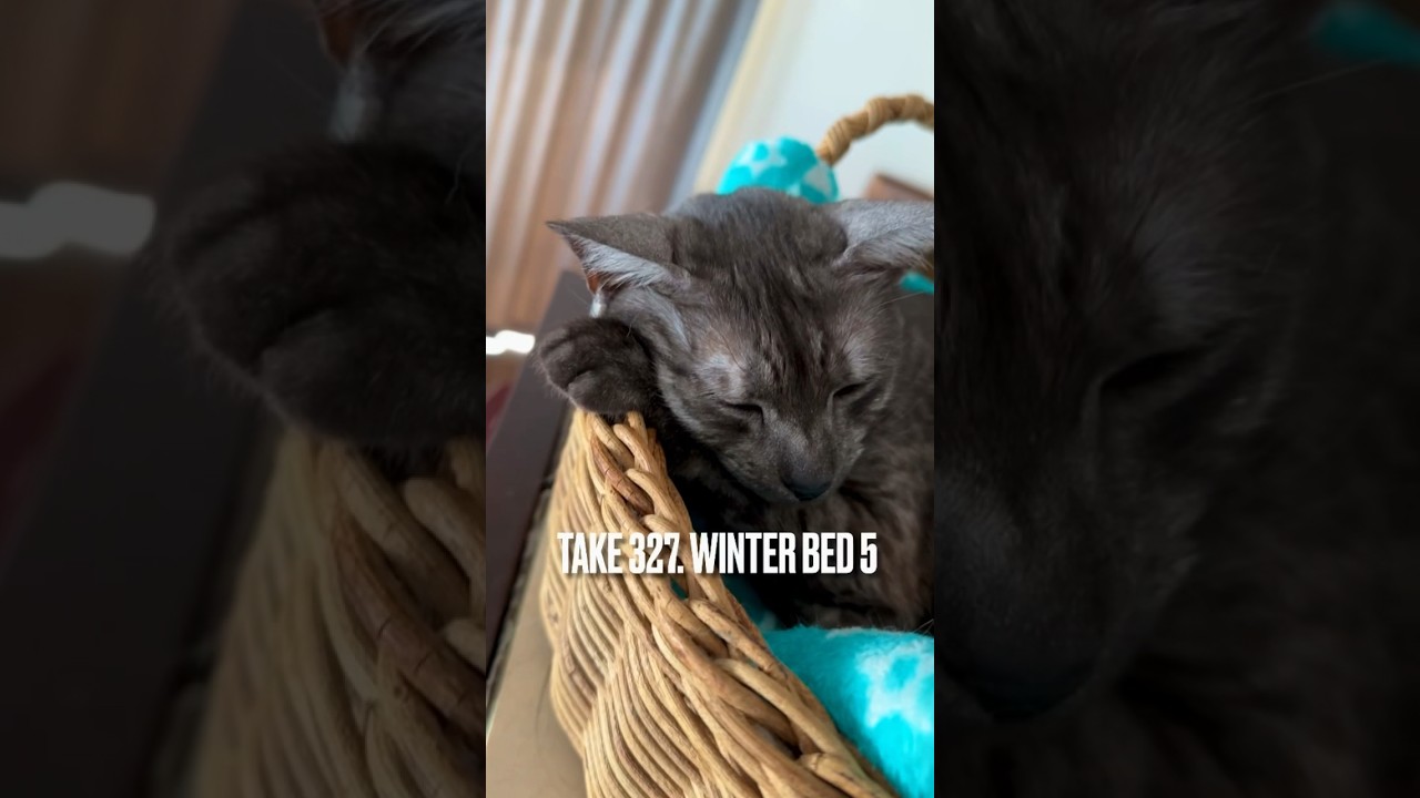 みんなを見下ろせる#あけびかご の#寝床 最高にゃ❗️#猫ベッド #ねこのいる生活 #東北の猫 #エジプシャンマウ #egyptianmau #甘えん坊猫 #shorts