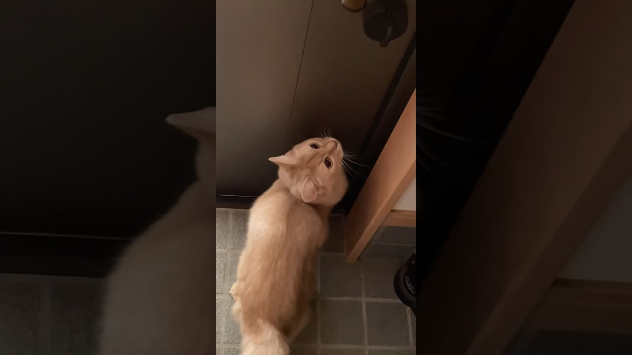 今日こそは一緒に！#shorts #猫#ソマリ