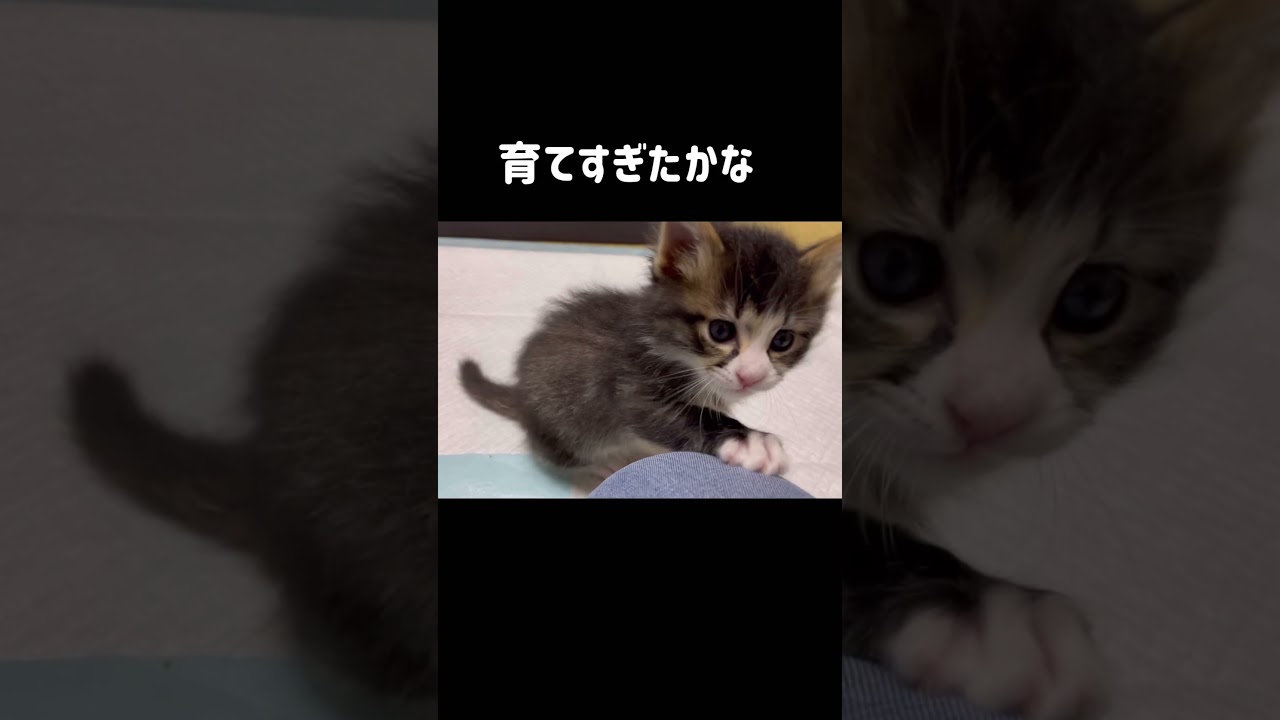 自分が猫だと気づいてなくて、毎朝寝ぼけまなこで、起きてくる子猫。