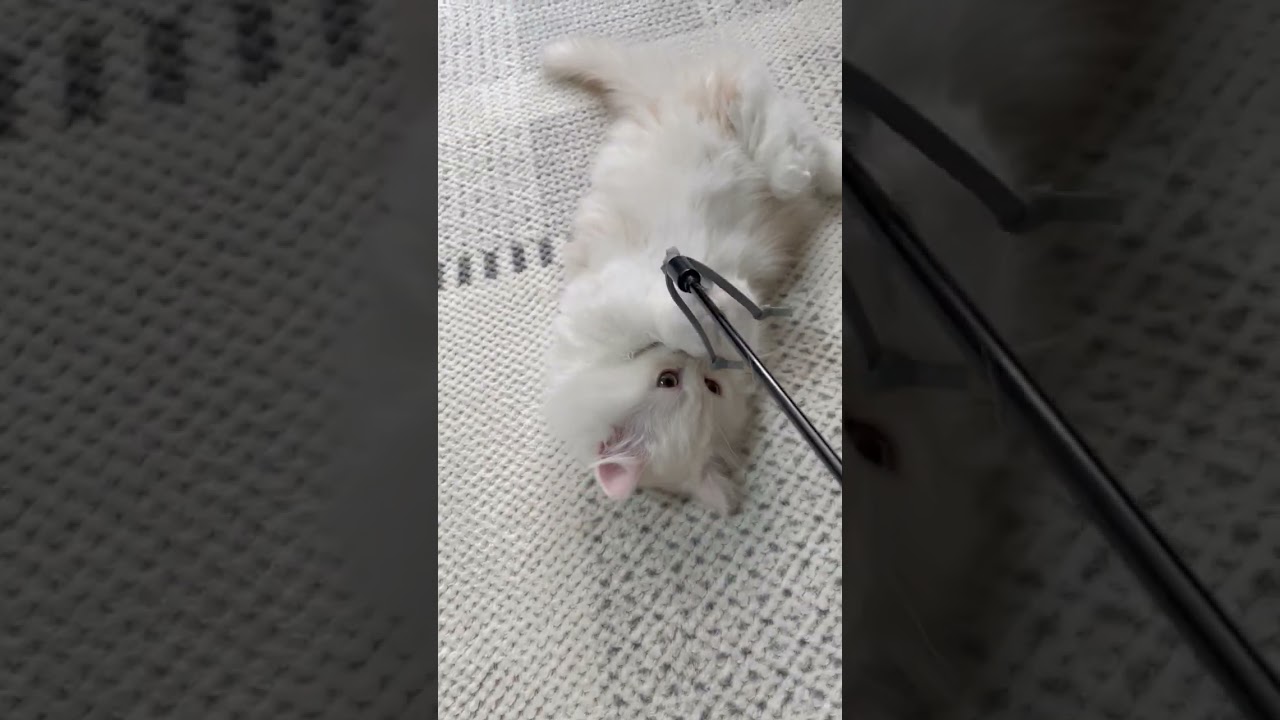 ミヌエット 超かわいい幸福を呼ぶホワイトバンです♪