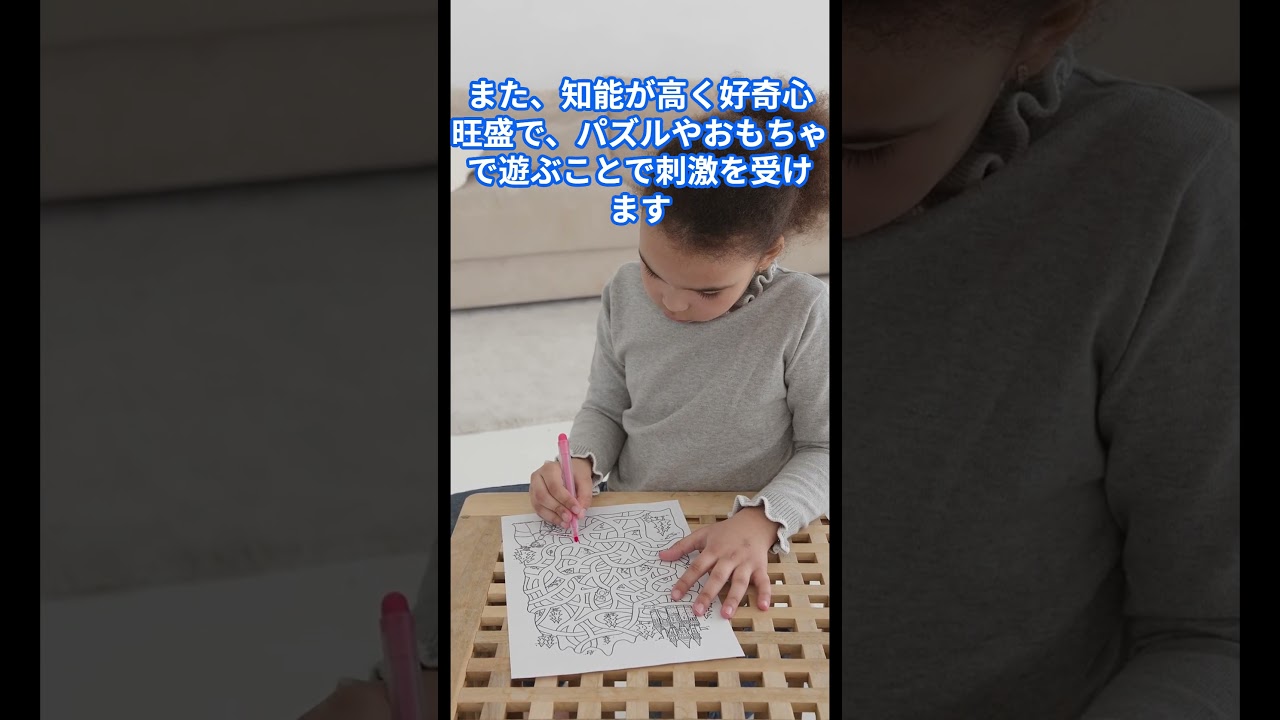 シャム猫