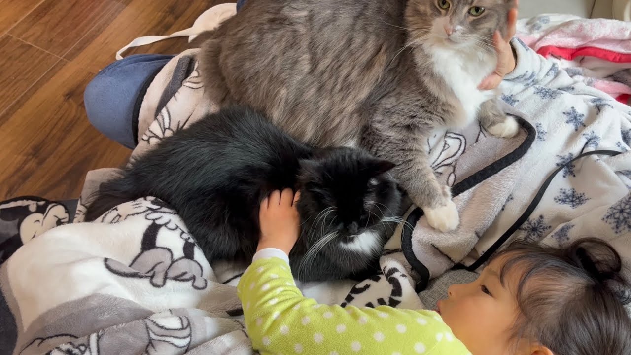 ママに近づく者に攻撃する猫　ノルウェージャンフォレストキャット　Cat who wants to be closest to mom