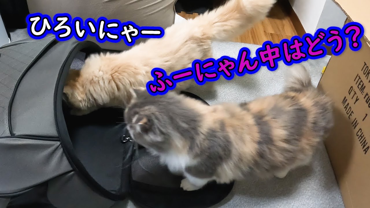 猫たちが新しいキャリーバックを見た時にこうなっちゃいました