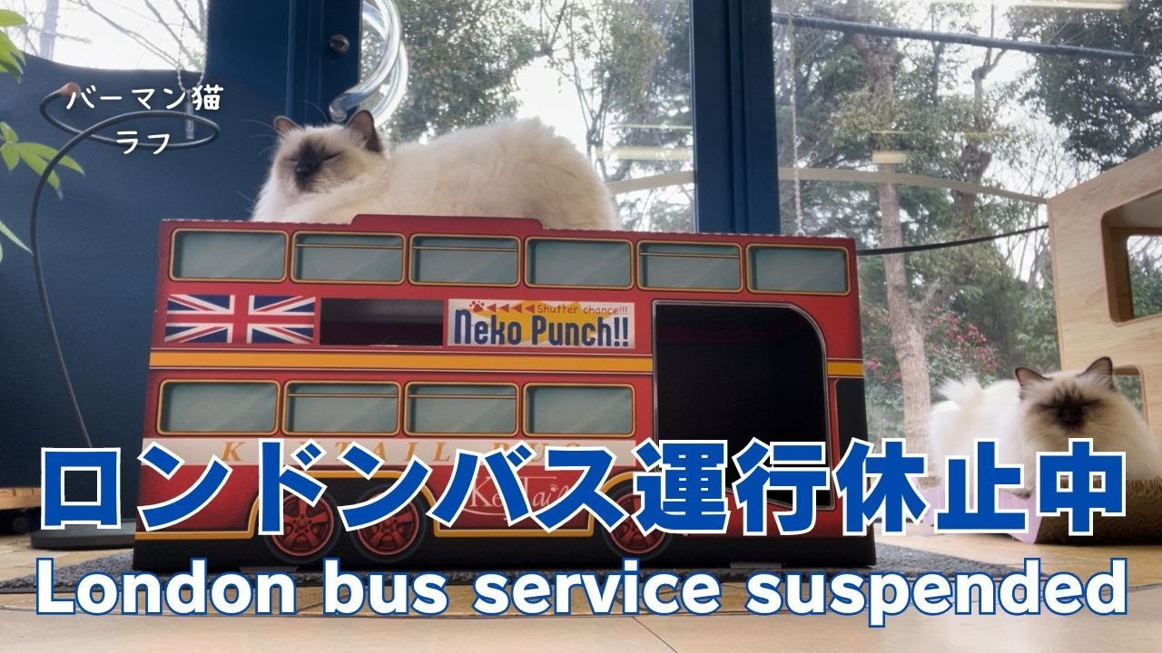 バーマン猫ラフとミカ【ロンドンバス運行休止中】London bus service suspended（バーマン猫）Birman/Cat