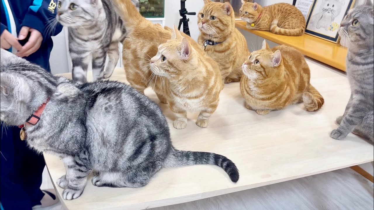 ねぇねが帰宅するとこうなります。 #猫 #マンチカン
