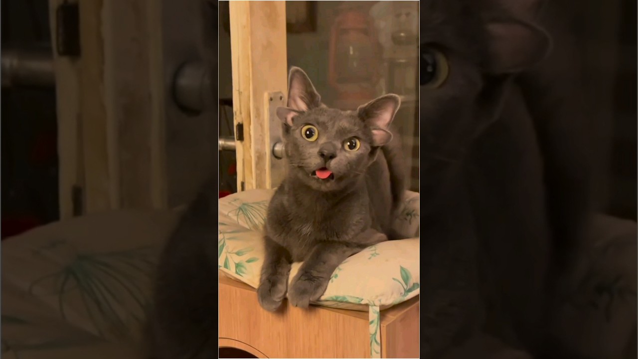 POKEMON KITTY!!! 😳❣️