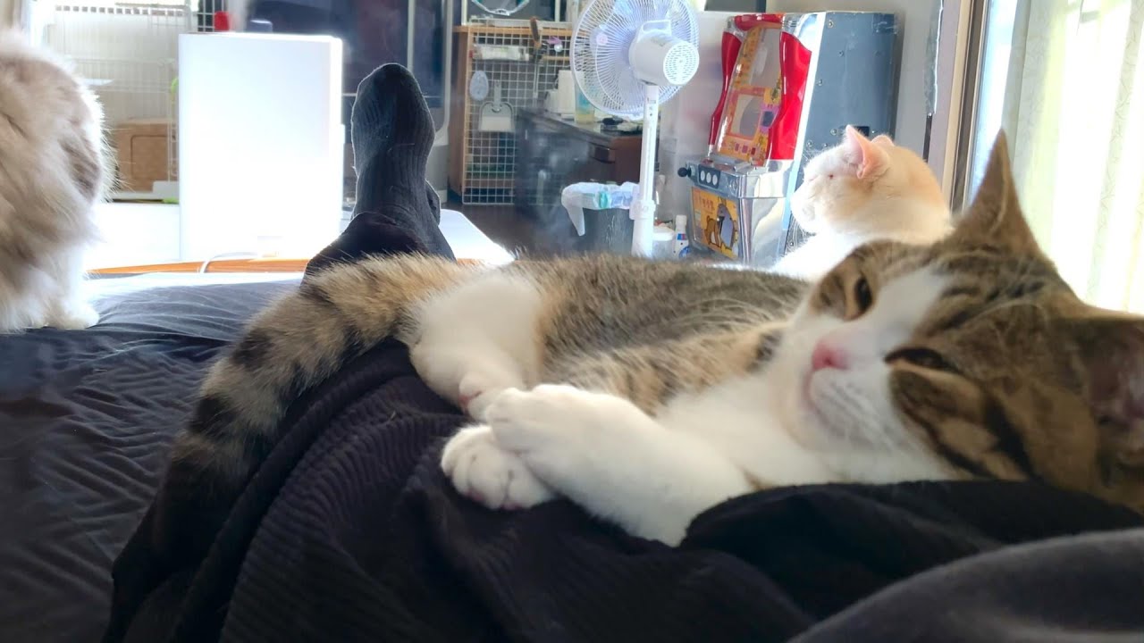たぬき寝入りしてた猫！短足マンチカンのうずら‼️生後130日