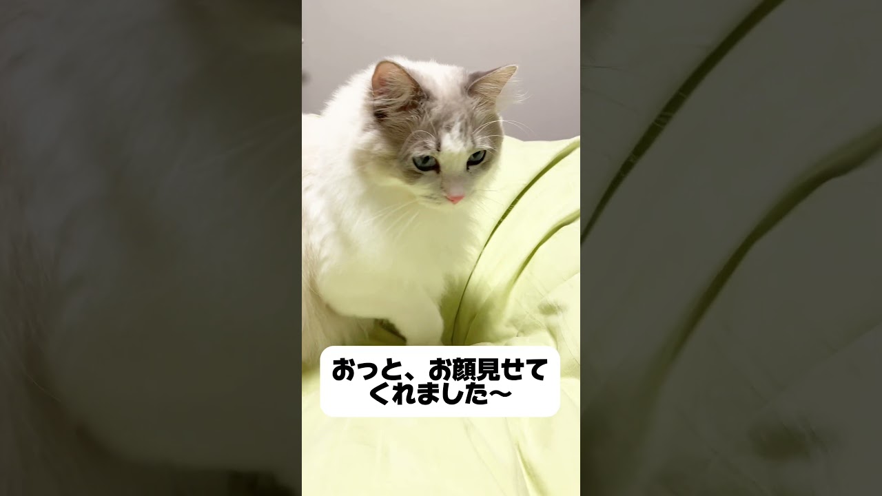 朝からふみふみな猫#ラグドール #猫 #ねこのいる生活