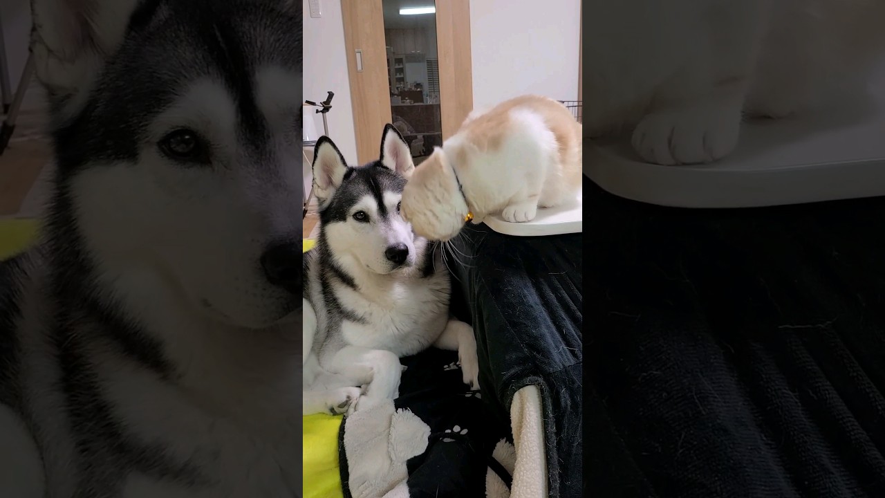 猫が大型犬に突撃した結果こうなりました...笑#shorts