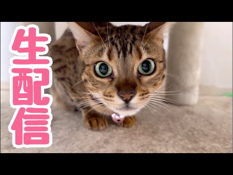 【生配信2/25】また寒くなってきたので猫でも見てほっこりして下さい生配信