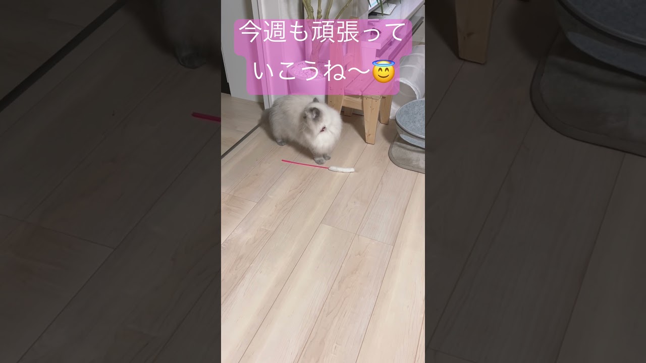 今週も頑張っていこうね🐈😇 #shorts #ヒマラヤン #猫 #マーベル #かわいい #cat #うちのにゃんこ