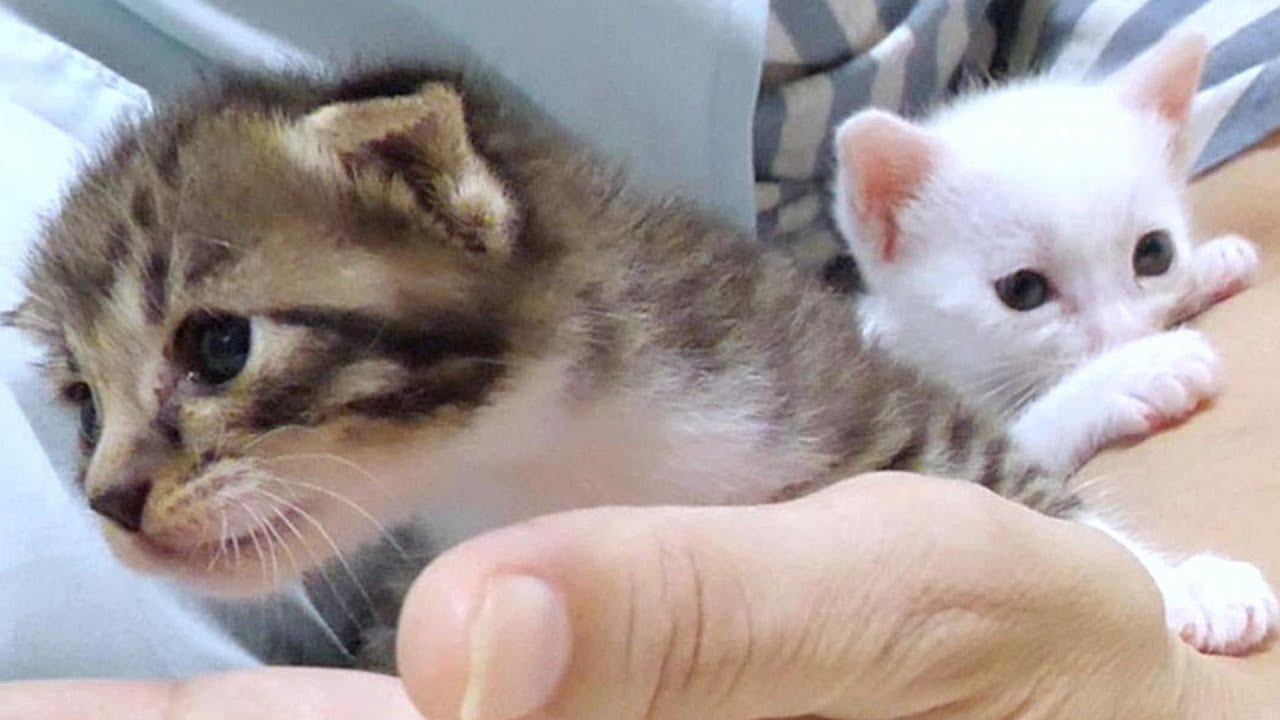 ちび子猫ちゃん達の大声と暴れっぷりにびっくりしちゃったお兄ちゃん猫達【赤ちゃん猫　保護猫】