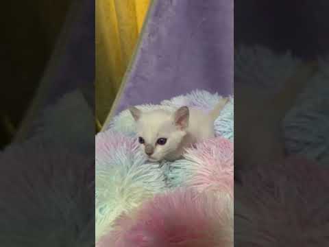 トンキニーズ プラチナミンク（短毛）の男の子。ブルーリボンちゃん。