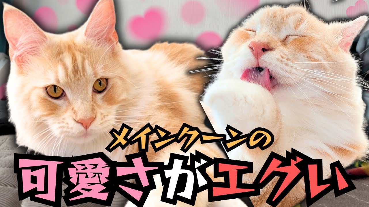 【大型猫】メインクーンの可愛さを知りたいかい？ならお見せしよう！1歳5.4キロのメインクーンの日常 ASMRもあるよ♪【Maine Coon cat Diary life#4】