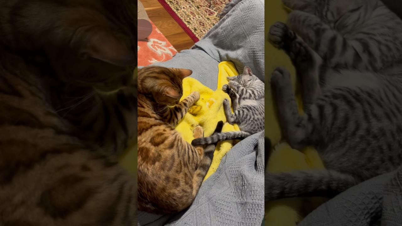 すやすやニャンズ😴 #cat #ニャン #オシキャット #ベンガル  #おやすみ前に #癒し動画