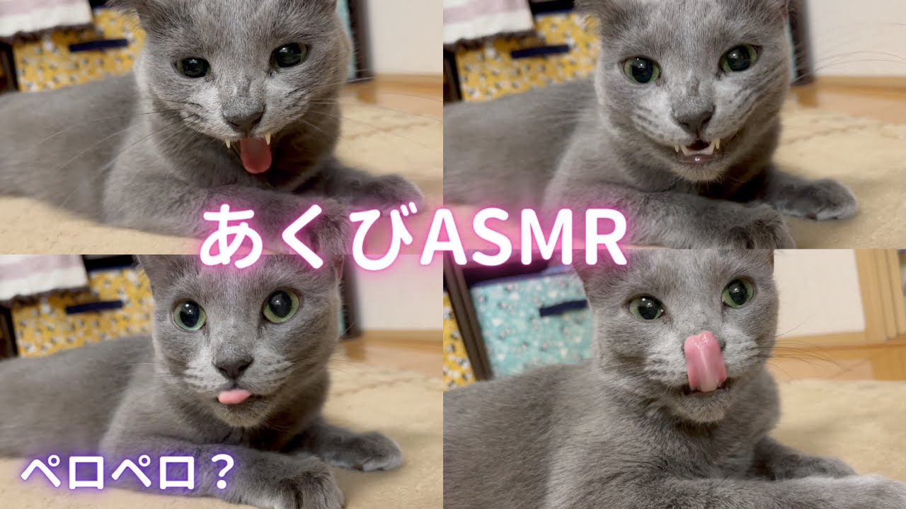 【猫ロシアンブルー】そらちゃんのアクビを聴こう🥱