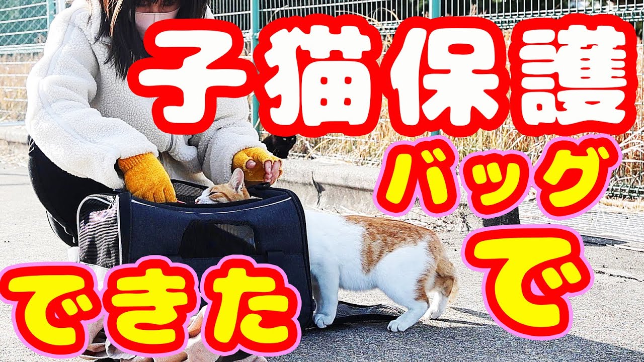 【子猫 保護】野良猫子猫 捕獲器使わずにキャリーバックへ自ら入り無事保護 ちゅ～る１本で保護