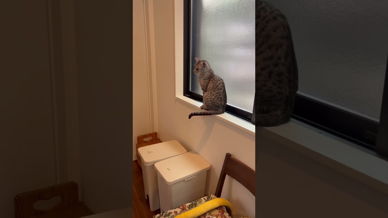 外に出たがっちゃダメですよユキオさん😹　#オシキャット #cat  #ニャン  #呪術廻戦