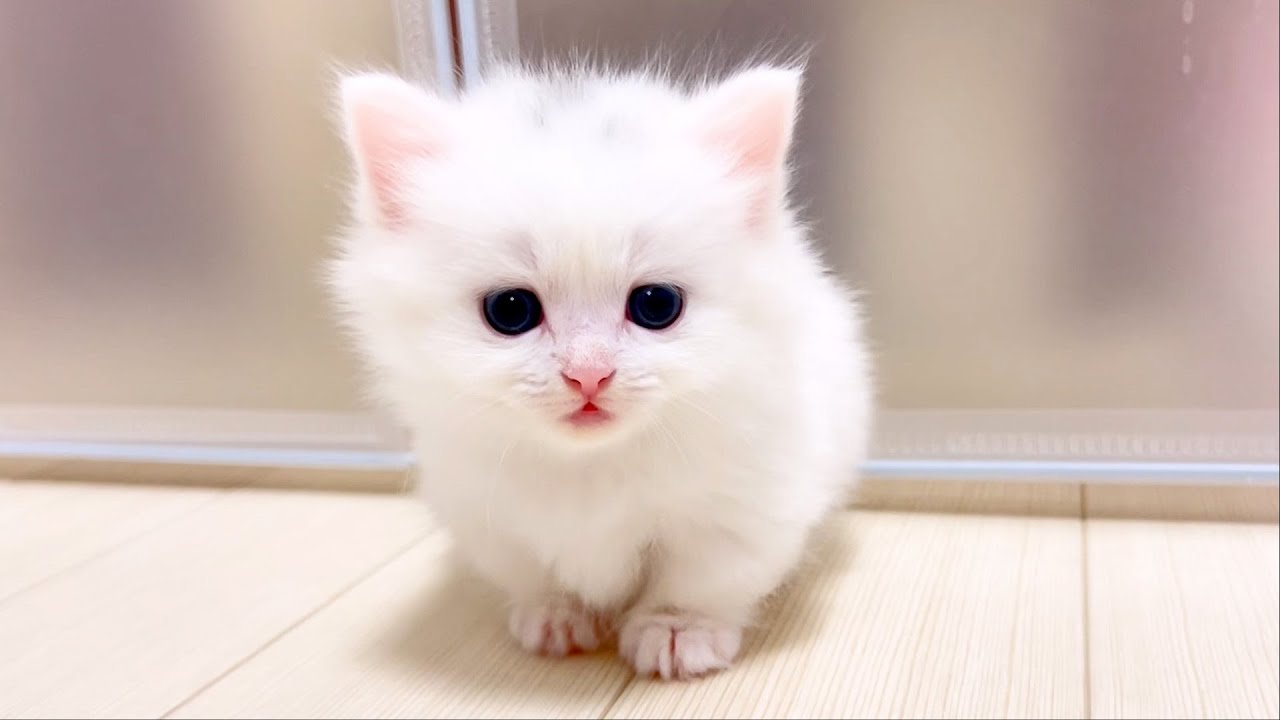 【マンチカンの子猫】誰かに風邪を移せば自分は治るのは子猫もそうらしい件 ～猫のいる生活Vol.896～出産動画 マンチカン短足・ミヌエット・ペルシャ猫専門ブリーダー『ペット蔵人』【子猫の成長記録】