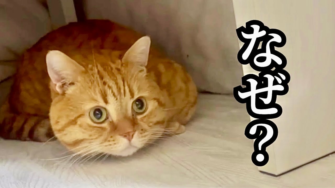 【悲報】なぜ、茶々くんだけは... #猫 #マンチカン